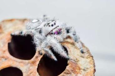 Spiders and Scorpions kaufen und verkaufen Photo: Biete Phidippus & Hyllus 