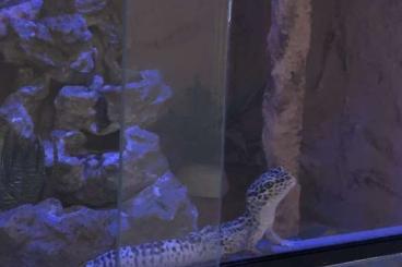 Geckos kaufen und verkaufen Foto: Leopardgecko + Terrarium + Zubehör 