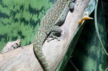 Geckos kaufen und verkaufen Foto: Biete Phelsuma breviceps Geckos kaufen und verkaufen Foto: Biete Phelsuma breviceps