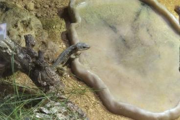 Echsen kaufen und verkaufen Foto: 0.1 oder 0.2 Cordylus tropidosternum Echsen kaufen und verkaufen Foto: 0.1 oder 0.2 Cordylus tropidosternum