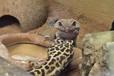 Geckos kaufen und verkaufen Photo: 0.3 Eublepharis Macilarius/3 weibliche Leopardgeckos