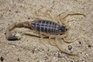 Skorpione kaufen und verkaufen Foto: Skorpione cb’22 für Hamm, Buthidae