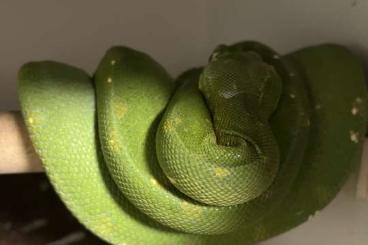 Schlangen kaufen und verkaufen Foto: Morelia Viridis abzugeben