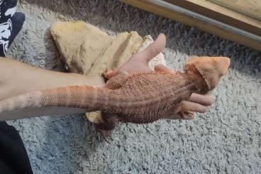 Lizards kaufen und verkaufen Photo: 2 Bartagamen Red fire zu verkaufen 