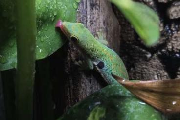 Geckos kaufen und verkaufen Foto: 0.2 Phelsuma cf. Dorsivitatta Geckos kaufen und verkaufen Foto: 0.2 Phelsuma cf. Dorsivitatta
