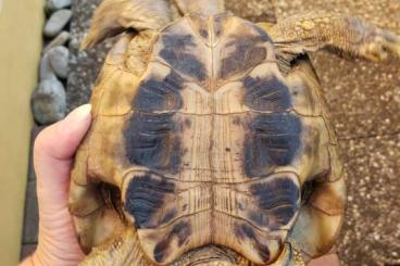 Landschildkröten kaufen und verkaufen Foto: 1.0 griechische Landschildkröte / 16 Jahre 