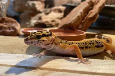 Lizards kaufen und verkaufen Photo: Schönes Holzterrarium + Bewohner