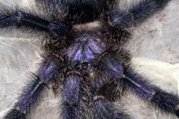 Spiders and Scorpions kaufen und verkaufen Photo: (10.12.22) Offer For Hamm "Avicularia"