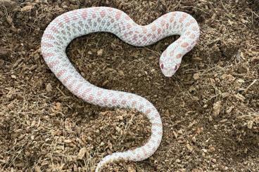 Snakes kaufen und verkaufen Photo: Superarctic Hakennasennattern ( Heterodon Nasicus ) 