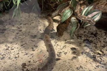 Snakes kaufen und verkaufen Photo: Kornnatter Männchen dringend abzugeben
