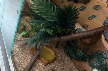 Colubrids kaufen und verkaufen Photo: 1.1 Pantherophis guttatus inkl Terrarium