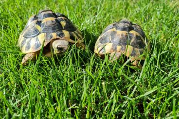 Landschildkröten kaufen und verkaufen Foto: Verkaufe 2 Griechische Landschildkröten Männchen& Weibchen 2020