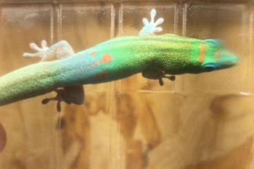 Geckos kaufen und verkaufen Foto: Nachzuchten aus 2021 , verschiedener phelsumenarten 