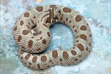 Snakes kaufen und verkaufen Photo: Heterodon nasicus // western Hognose