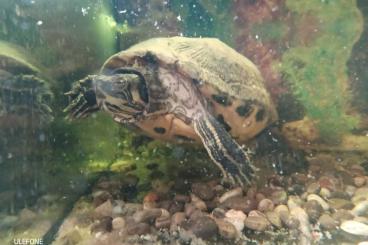 Schildkröten  kaufen und verkaufen Foto: Wasserschildkröte mit Auquarium+Zubehör