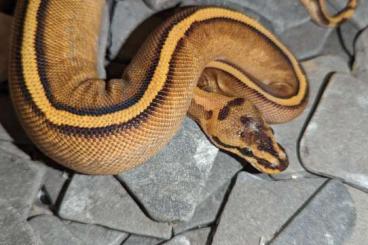 Königspythons kaufen und verkaufen Foto: Calico Super Stripe (Python regius)