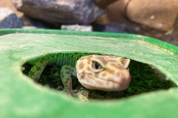 Geckos kaufen und verkaufen Photo: Leopardgeckodame sucht Familie