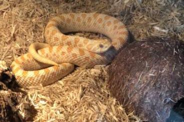 Snakes kaufen und verkaufen Photo: 1.0 Heterodon nasicus Albino