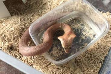 Venomous snakes kaufen und verkaufen Photo: Naja kaouthia pastel cb23