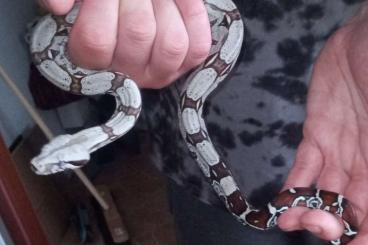 Boas kaufen und verkaufen Foto: Boa c. constrictor Surinam Pokigron