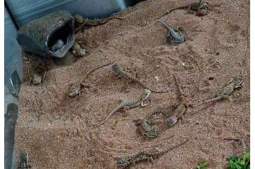 Bearded dragons kaufen und verkaufen Photo: Kleine bartagamen abzugeben Bearded dragons kaufen und verkaufen Photo: Kleine bartagamen abzugeben