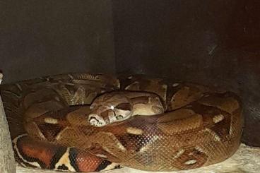 Boas kaufen und verkaufen Foto: 1.0 Boa Constrictor abzugeben