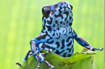Poison dart frogs kaufen und verkaufen Photo: Oophaga pumilio rio colubre