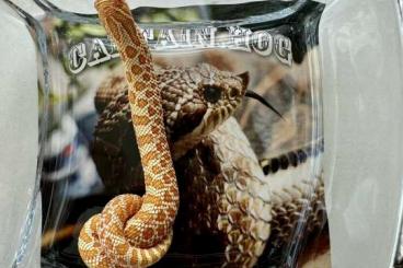 Schlangen kaufen und verkaufen Foto: Hakennasennatter Heterodon Nasicus DNZ 2023