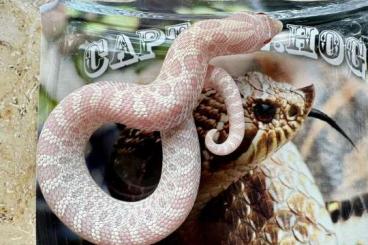 Schlangen kaufen und verkaufen Photo: Hakennasennattern (Heterodon nasicus) DNZ Schlangen kaufen und verkaufen Photo: Hakennasennattern (Heterodon nasicus) DNZ