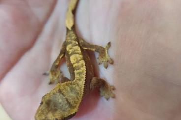 Geckos kaufen und verkaufen Foto: Kronengeckos zu verkaufen