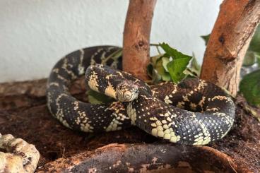 Schlangen kaufen und verkaufen Foto: Gesprenkelte Kettennatter - Lampropeltis getula holbrrooki 