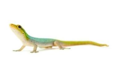 other lizards kaufen und verkaufen Photo: Lepydodactilus conraui        