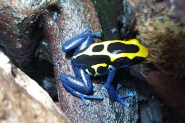 Pfeilgiftfrösche kaufen und verkaufen Foto: Dendrobates tinctorius nominat Pfeilgiftfrösche kaufen und verkaufen Foto: Dendrobates tinctorius nominat