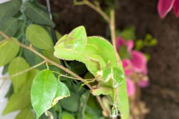 Chamäleons kaufen und verkaufen Foto: Jemen Chamäleon,Chamaeleo calyptratus, weiblich, ca 2 Jahre, Zubehör