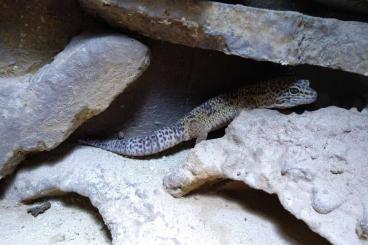 Geckos kaufen und verkaufen Photo: 2 Leopard Geckos m+w +Terrarium + Zubehör