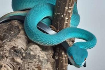 Giftschlangen kaufen und verkaufen Foto: Trimeresurus / Viridovipera