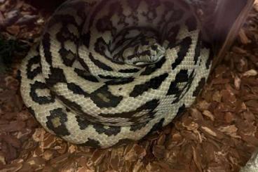 Pythons kaufen und verkaufen Foto: Morelia Spilota Jaguar / Teppichpython Jaguar