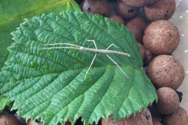 andere Wirbellose kaufen und verkaufen Foto: Annam-Stabheuschrecken (Medauroidea extradentata)