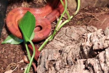 Schlangen kaufen und verkaufen Foto: Kornnatter sucht neues Zuhause