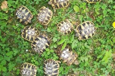 Landschildkröten kaufen und verkaufen Foto: Griechische Landschildkröten Babys meist weiblich für nur 50 EUR 