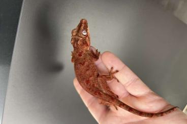 Geckos kaufen und verkaufen Foto: Redbased Redblotched Gargoyle 