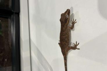 Geckos kaufen und verkaufen Foto: Höckerkopfgecko Jungtiere 