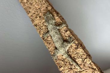 Geckos kaufen und verkaufen Foto: 0.0.2 Leachianus (Nuu Ami) Geckos kaufen und verkaufen Foto: 0.0.2 Leachianus (Nuu Ami)