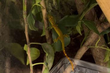 Geckos kaufen und verkaufen Foto: 1.0 Pseudogekko Smaragdinus Geckos kaufen und verkaufen Foto: 1.0 Pseudogekko Smaragdinus