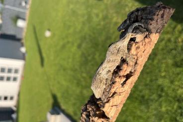 Geckos kaufen und verkaufen Photo: Rhacodactylus Leachianus (Nuu Ami) Geckos kaufen und verkaufen Photo: Rhacodactylus Leachianus (Nuu Ami)