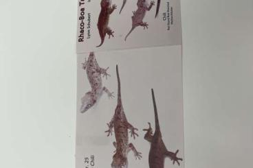 Geckos kaufen und verkaufen Photo: Rhacodactylus auriculatus (proven) Geckos kaufen und verkaufen Photo: Rhacodactylus auriculatus (proven)
