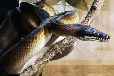 Schlangen kaufen und verkaufen Foto: 1.2 Leiopython Albertisii 