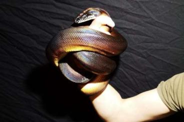Snakes kaufen und verkaufen Photo: 1.2 Leiopython Albertisii 