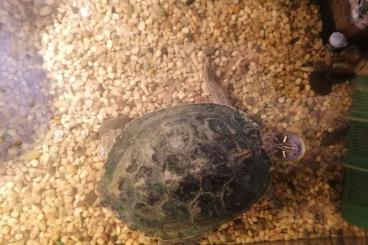 Sumpfschildkröten kaufen und verkaufen Foto: Wegen Platzmangel zu Verschenken