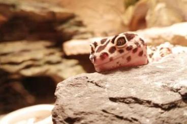Geckos kaufen und verkaufen Foto: Leopardgecko Weibchen Mack Snow Zorro Bandit Bold Stripe